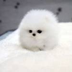 willi Allog Profile Picture